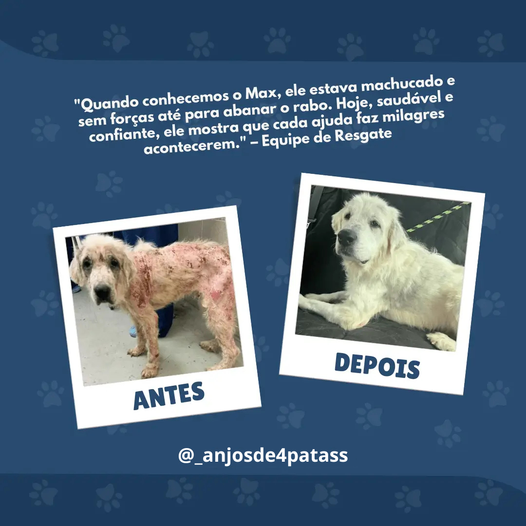 Anjos de 4 Patas