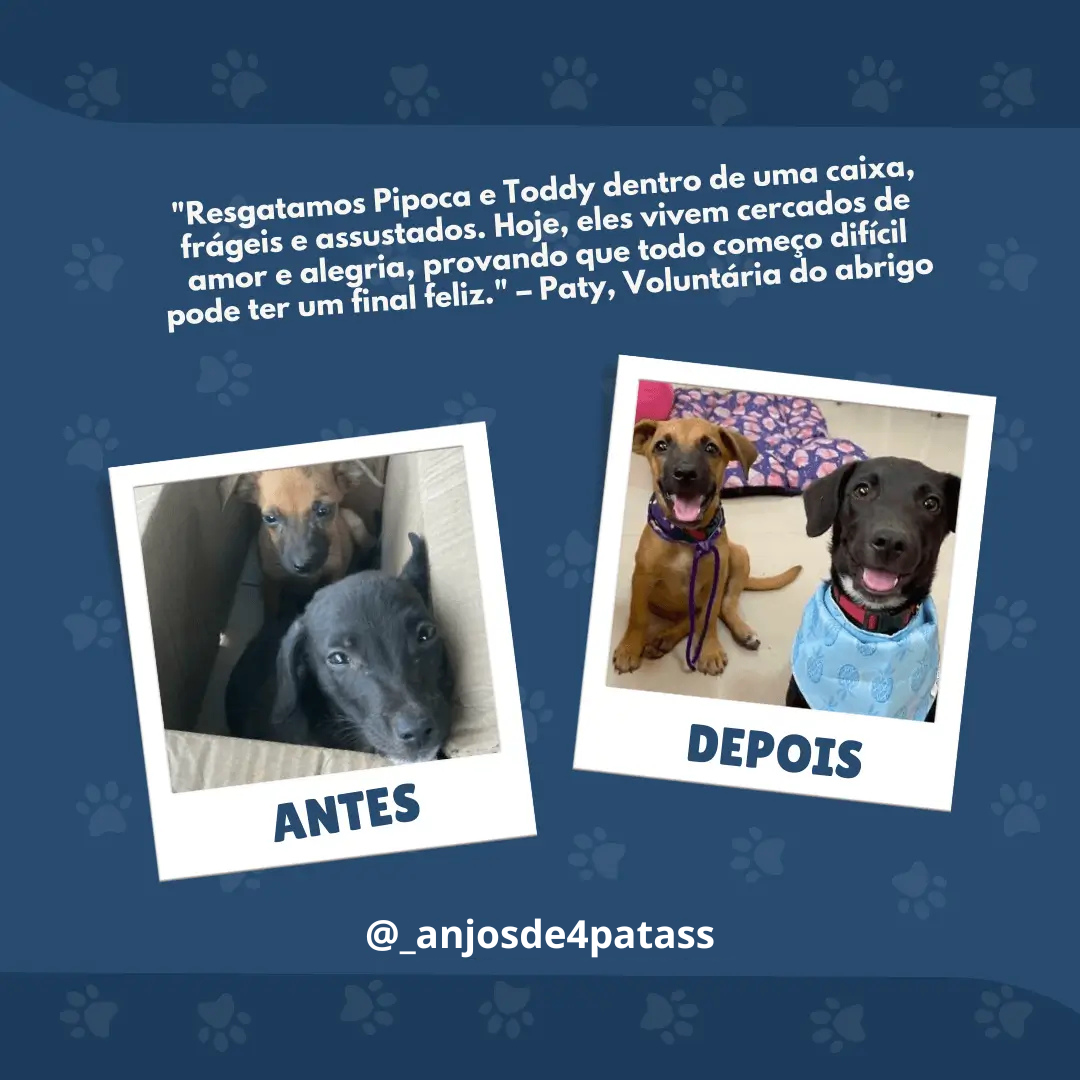 Anjos de 4 Patas